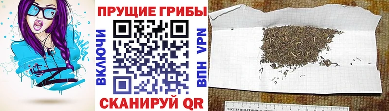 МЕГА вход  darknet как зайти  Галлюциногенные грибы ЛСД  Геленджик 